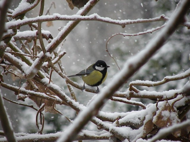 dalla finestra di casa...